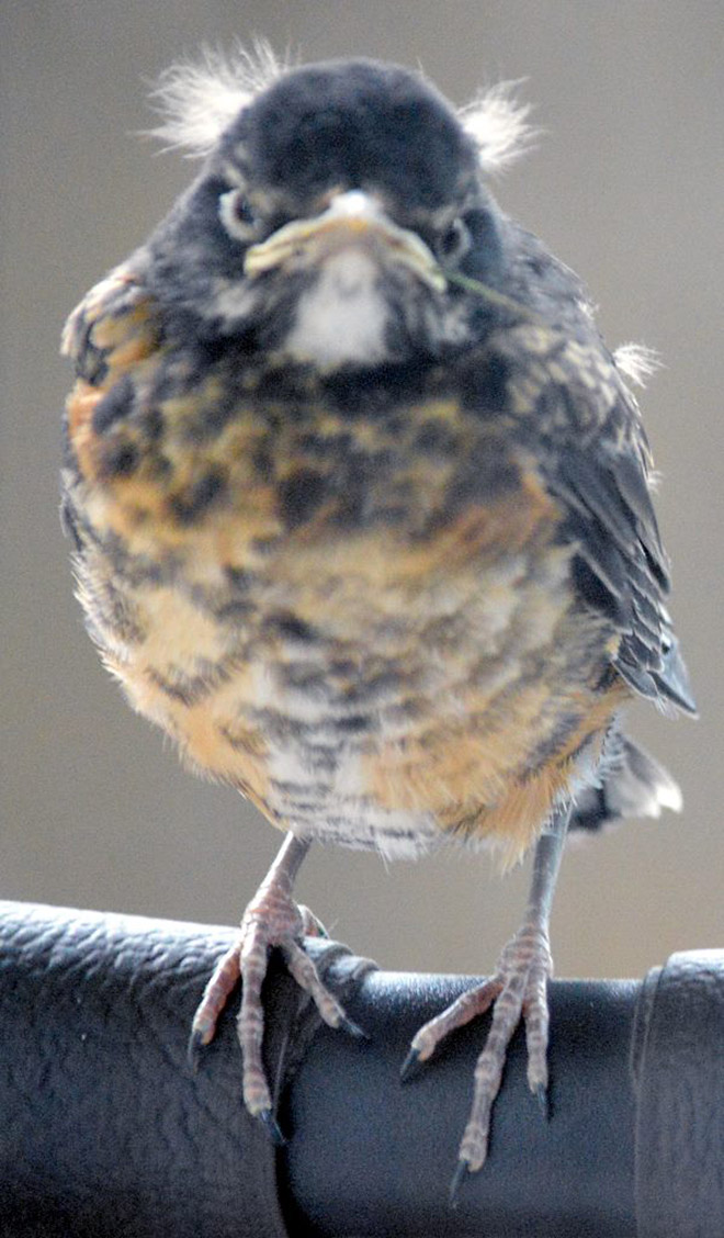 Gallery of Birds That Look Like Bernie Sanders - Funny LOL Memes